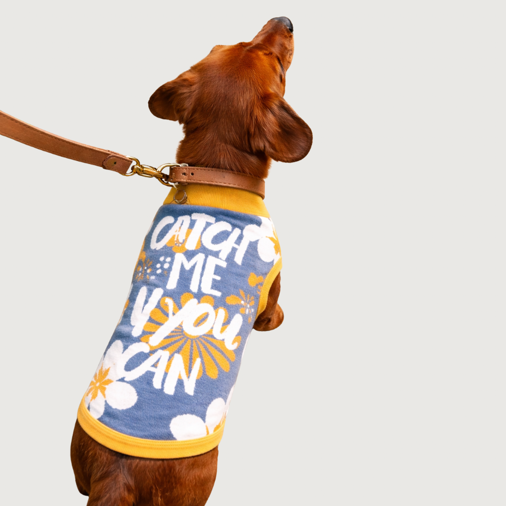 Collection OUTFIT DOG